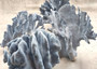 Blue Coral Cluster - Heliopora Coerula - (1 coral cluster 5-7 inches). Blue and white coral set with multiple tiny holes. Copyright 2025 SeaShellSupply.com.