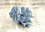 Blue Coral Cluster - Heliopora Coerula - (1 coral cluster 5-7 inches). Blue and white coral set with multiple tiny holes. Copyright 2025 SeaShellSupply.com.