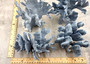 Blue Coral Cluster - Heliopora Coerula - (1 coral cluster 5-7 inches). Blue and white coral set with multiple tiny holes. Copyright 2025 SeaShellSupply.com.