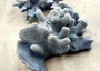 Blue Coral Cluster - Heliopora Coerula - (1 coral cluster 5-7 inches). Blue and white coral set with multiple tiny holes. Copyright 2025 SeaShellSupply.com.