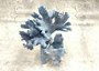Blue Coral Cluster - Heliopora Coerula - (1 coral cluster 5-7 inches). Blue and white coral set with multiple tiny holes. Copyright 2025 SeaShellSupply.com.