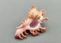 Pendant Murex Seashell Chicoreus Aculeatus (1 shell approx. 1.25+ inches) Small seashells ideal for display & collecting!