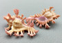 Pendant Murex Seashell Chicoreus Aculeatus (1 shell approx. 1.25+ inches) Small seashells ideal for display & collecting!