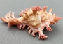 Pendant Murex - Chicoreus Aculeatus - (1 shell approx. 1.375 inches). Wild pink and orange shell on grey backgrond. Copyright 2022 SeaShellSupply.com.