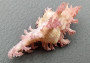Pendant Murex - Chicoreus Aculeatus - (1 shell approx. 1.375 inches). Wild pink and orange shell on grey backgrond. Copyright 2022 SeaShellSupply.com.