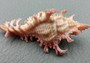 Pendant Murex Seashell Chicoreus Aculeatus (1 shell approx. 1.25+ inches) Small seashells ideal for display & collecting!
