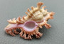 Pendant Murex Seashell Chicoreus Aculeatus (1 shell approx. 1.25+ inches) Small seashells ideal for display & collecting!