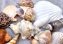 Large Seashell Assorted Ocean Mix - (approx. 1 Kilogram/2.2 lbs. 1-4 inches). Multiple different colored shells in a pile. Copyright 2024 SeaShellSupply.com.