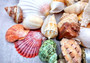 Large Seashell Assorted Ocean Mix - (approx. 1 Kilogram/2.2 lbs. 1-4 inches). Multiple different colored shells in a pile. Copyright 2024 SeaShellSupply.com.