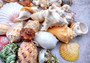 Large Seashell Assorted Ocean Mix - (approx. 1 Kilogram/2.2 lbs. 1-4 inches). Multiple different colored shells in a pile. Copyright 2024 SeaShellSupply.com.