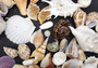 Large Seashell Assorted Ocean Mix - (approx. 1 Kilogram/2.2 lbs. 1-4 inches). Multiple different colored shells in a pile. Copyright 2024 SeaShellSupply.com.