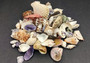 Large Seashell Assorted Ocean Mix - (approx. 1 Kilogram/2.2 lbs. 1-4 inches). Multiple different colored shells in a pile. Copyright 2022 SeaShellSupply.com.

