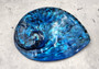 Polished Blue Midas Abalone - Haliotis Midae - (1 shell approx. 5-6 inches). One blue spiral glazed shell with wide opening and small spiral off to one side. Copyright 2022 SeaShellSupply.com.