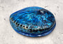 Polished Blue Midas Abalone - Haliotis Midae - (1 shell approx. 5-6 inches). One blue spiral glazed shell with wide opening and small spiral off to one side. Copyright 2022 SeaShellSupply.com.