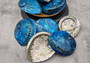 Polished Blue Midas Abalone - Haliotis Midae - (1 shell approx. 5-6 inches). One blue spiral glazed shell with wide opening and small spiral off to one side. Copyright 2022 SeaShellSupply.com.