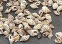 Nassa Persica (Persian) - (approx. 135-150 shells .625-.75 inches). Multiple earthly colored spiral shells in a pile. Copyright 2025 SeaShellSupply.com.