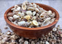 One Kilo (2.2 lbs.) Small Shell Mix. Multiple different colored shells ranging different shapes and sizes. Copyright 2024 SeaShellSupply.com.