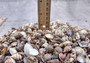 One Kilo (2.2 lbs.) Small Shell Mix. Multiple different colored shells ranging different shapes and sizes. Copyright 2024 SeaShellSupply.com.