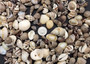 One Kilo (2.2 lbs.) Small Shell Mix. Multiple different colored shells ranging different shapes and sizes. Copyright 2024 SeaShellSupply.com.