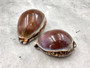 Purple Top Tiger Cowrie (2 shells approx. 2.25-3 inches). Two shells, one showing the purple ombre side and one showing the opening. Copyright 2024 SeaShellSupply.com.
