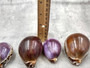 Purple Top Tiger Cowrie (2 shells approx. 2.25-3 inches). Two shells, one showing the purple ombre side and one showing the opening. Copyright 2024 SeaShellSupply.com.