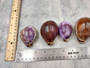 Purple Top Tiger Cowrie (2 shells approx. 2.25-3 inches). Two shells, one showing the purple ombre side and one showing the opening. Copyright 2024 SeaShellSupply.com.