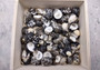 Black Moon Seashells - Nerita Peloronta - (approx. 45-60 shells 0.25-0.75 inches). Multiple black and white spiral shells in a pile. Copyright 2025 SeaShellSupply.com.