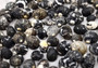 Black Moon Seashells - Nerita Peloronta - (approx. 45-60 shells 0.25-0.75 inches). Multiple black and white spiral shells in a pile. Copyright 2025 SeaShellSupply.com.