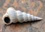 Varicose Wentletrap (2 inches). One ribbed spiral tight shell. Copyright 2022 SeaShellSupply.com.