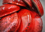 Polished Red Midas Abalone - Haliotis Midae - (1 shell approx. 5-6 inches). One red dyed tinted abalone shell with an iridescent inside and small spiral. Copyright 2025 SeaShellSupply.com.