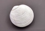 Tiger Clam (3+ inches) - Codakia Tigrina. Closed ribbed white shells, one showing the flat ribbed side and one showing the close of the two shells. Copyright 2024 SeaShellSupply.com.