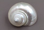 Pearlized Jade Turbo Shell - Turbo Burgessi - (1 shell 3-3.5 inches). Shiny spiral shells, on light background. Copyright 2022 SeaShellSupply.com.