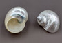 Pearlized Jade Turbo Shell - Turbo Burgessi - (1 shell 3-3.5 inches). Shiny spiral shells, on light background. Copyright 2022 SeaShellSupply.com.