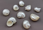 Pearlized Jade Turbo Shell - Turbo Burgessi - (1 shell 3-3.5 inches). Shiny spiral shells, on light background. Copyright 2022 SeaShellSupply.com.