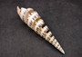 Spiral Cut Marlinspike Auger (4-5 inches) - Terebra Maculata. One white, black, and tan spiral shell with cut outs following the spiral but also showing the main mast. Copyright 2024 SeaShellSupply.com.