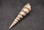 Spiral Cut Marlinspike Auger (4-5 inches) - Terebra Maculata. One white, black, and tan spiral shell with cut outs following the spiral but also showing the main mast. Copyright 2024 SeaShellSupply.com.