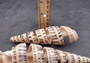 Spiral Cut Marlinspike Auger (4-5 inches) - Terebra Maculata. One white, black, and tan spiral shell with cut outs following the spiral but also showing the main mast. Copyright 2024 SeaShellSupply.com.