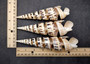 Spiral Cut Marlinspike Auger Seashell Terebra Maculata (1 shell approx. 5+ inches) Seashell great for coastal crafting and décor!
