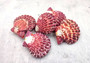 Royal Cloak Scallop Pairs (5 sets) - (1.5-2 inches). Multiple sets of purple and white shaded ribbed wide open shells banded together. Copyright 2022 SeaShellSupply.com.