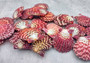 Royal Cloak Scallop Pairs (5 sets) - (1.5-2 inches). Multiple sets of purple and white shaded ribbed wide open shells banded together. Copyright 2022 SeaShellSupply.com.