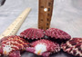 Royal Cloak Scallop Pairs (5 sets) - (1.5-2 inches). Multiple sets of purple and white shaded ribbed wide open shells banded together. Copyright 2022 SeaShellSupply.com.