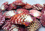 Royal Cloak Scallop Pairs (5 sets) - (1.5-2 inches). Multiple sets of purple and white shaded ribbed wide open shells banded together. Copyright 2022 SeaShellSupply.com.