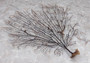 Black Sea Fan - Gorgonia Ventalina - (1 fan approx. 7-10 inches). One tree looking Sea Fan with many little branches. Copyright 2022 SeaShellSupply.com.