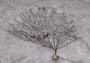 Black Sea Fan - Gorgonia Ventalina - (1 fan approx. 7-10 inches). One tree looking Sea Fan with many little branches. Copyright 2022 SeaShellSupply.com.