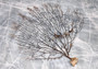 Black Sea Fan - Gorgonia Ventalina - (1 fan approx. 7-10 inches). One tree looking Sea Fan with many little branches. Copyright 2022 SeaShellSupply.com.