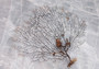 Black Sea Fan - Gorgonia Ventalina - (1 fan approx. 7-10 inches). One tree looking Sea Fan with many little branches. Copyright 2022 SeaShellSupply.com.