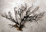 Black Sea Fan - Gorgonia Ventalina - (1 fan approx. 7-10 inches). One tree looking Sea Fan with many little branches. Copyright 2022 SeaShellSupply.com.