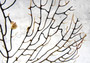 Black Sea Fan - Gorgonia Ventalina - (1 fan approx. 7-10 inches). One tree looking Sea Fan with many little branches. Copyright 2022 SeaShellSupply.com.