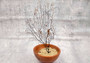 Black Sea Fan - Gorgonia Ventalina - (1 fan approx. 7-10 inches). One tree looking Sea Fan with many little branches. Copyright 2022 SeaShellSupply.com.