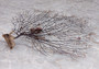 Black Sea Fan Coral Gorgonia Ventalina (1 fan approx. 7-9+ inches) Distinct sea fan for any coastal collection or artistic display!